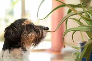 Zdobí byt, zlobí psy: Tyto rostliny raději umístěte pořádně vysoko, jsou prudce jedovaté