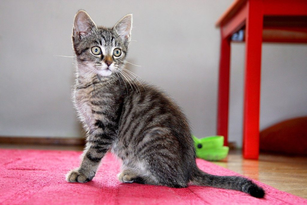 cat 1528745 1280