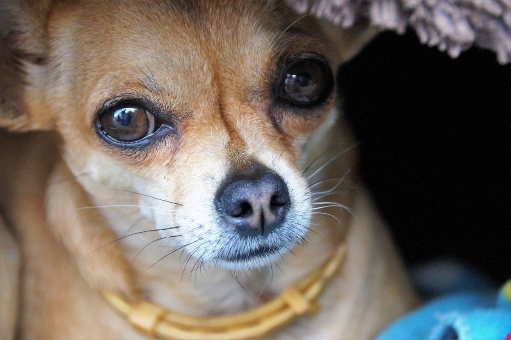 dog 2654509 1280
