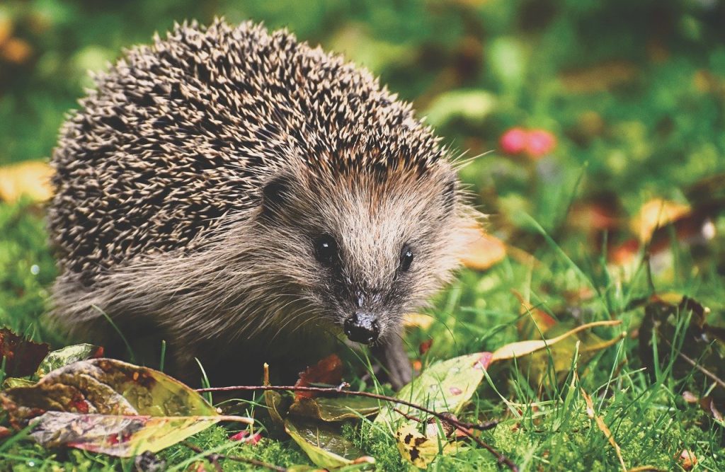 hedgehog 3703244 1280