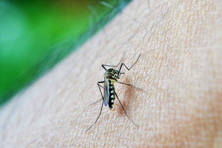 Zbavte se komárů u vás na zahradě jednou provždy. Využijte vážky