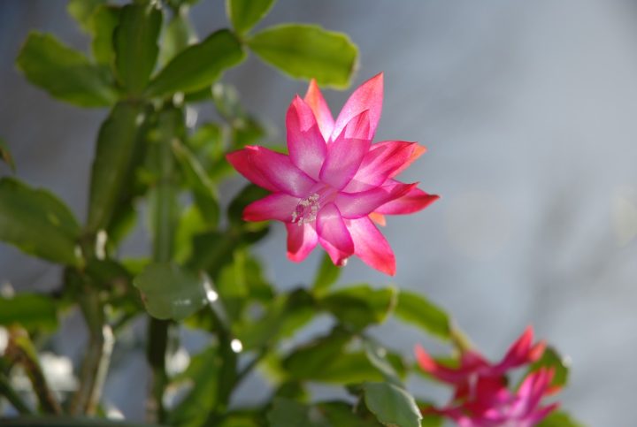 succulent 1922167 1280