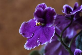 african violets 1819021 1280