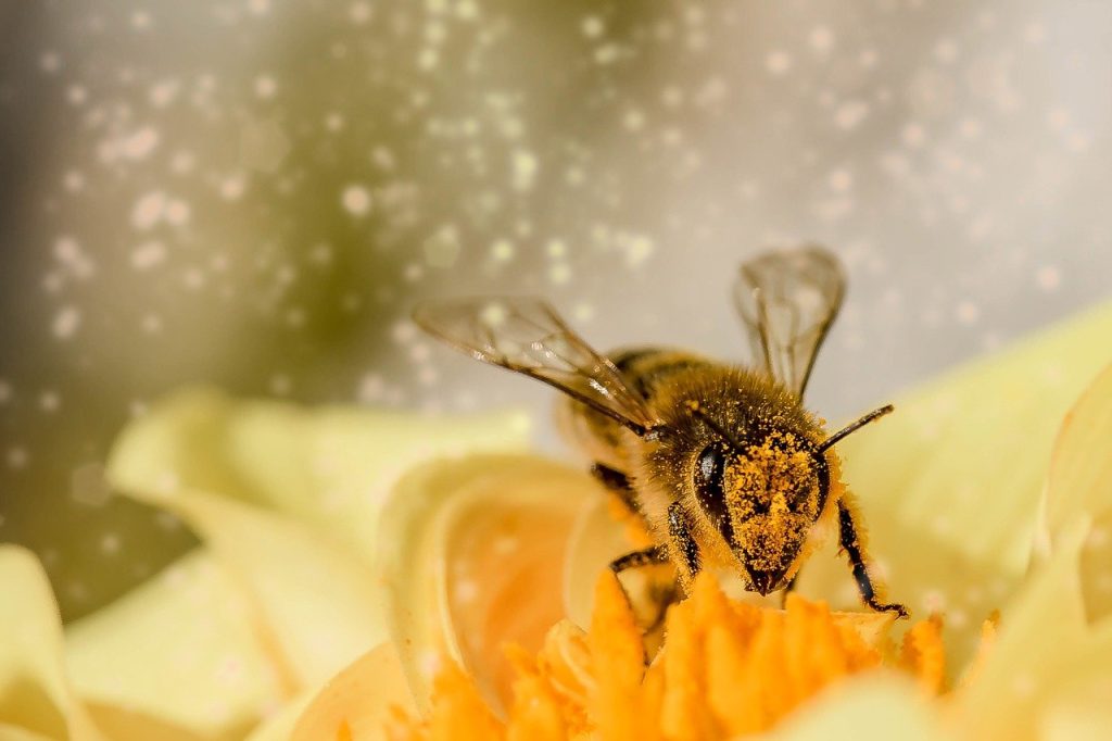 bee 1726659 1280