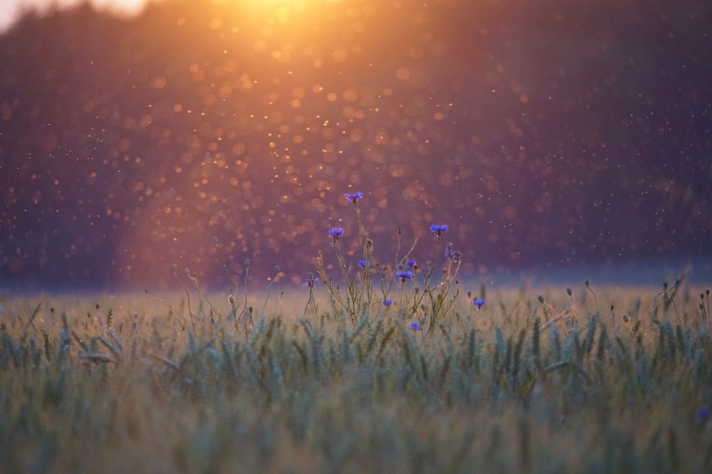 cornflowers 5352633 1920