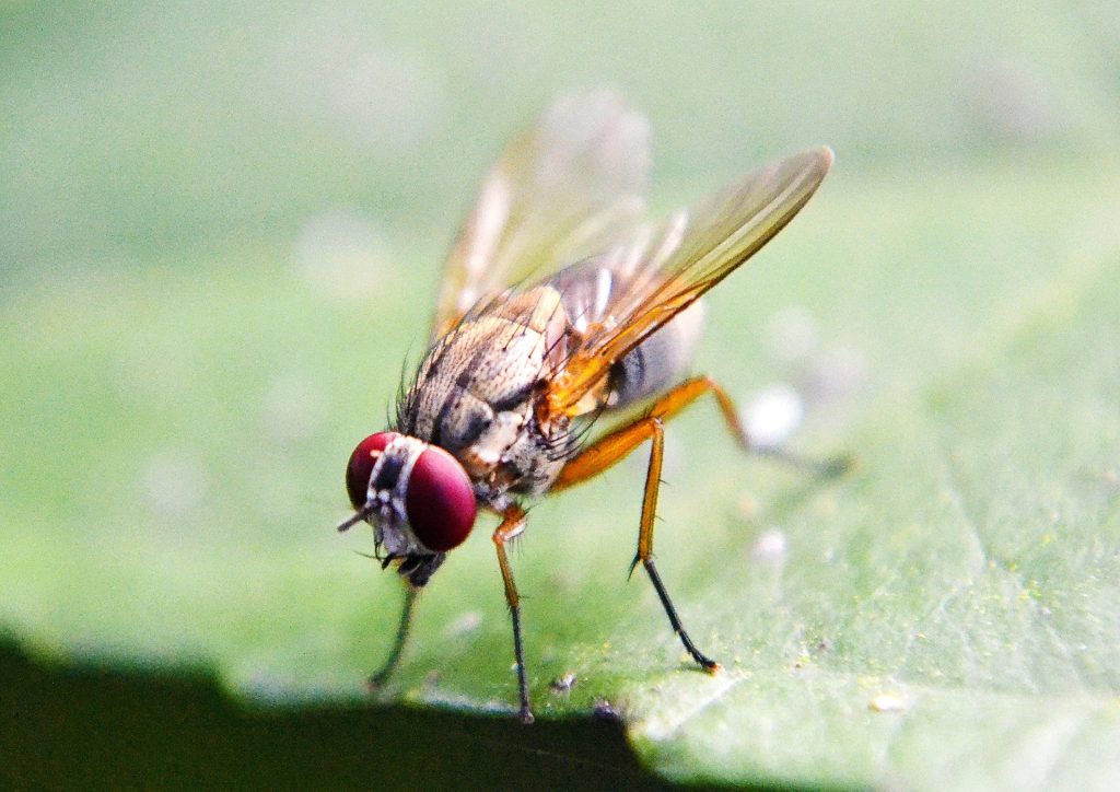 fruit fly 219392 1920