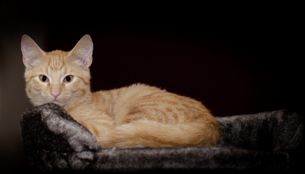 kitten 3790707 1920