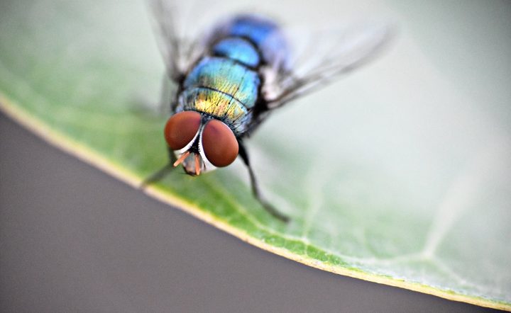 housefly 3701346 1920
