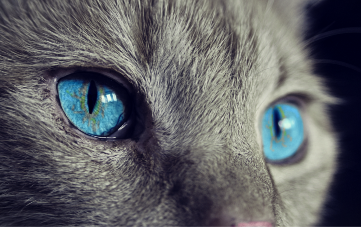 cat 1285634 1920