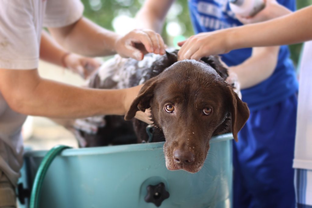 dog wash 4125187 1920