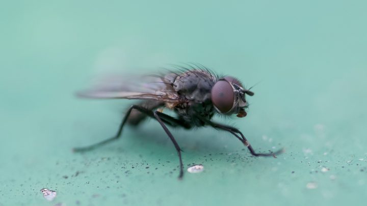 fly 2238767 1920