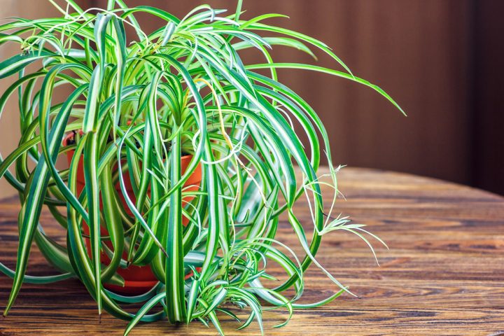 depositphotos 108602924 s 2019