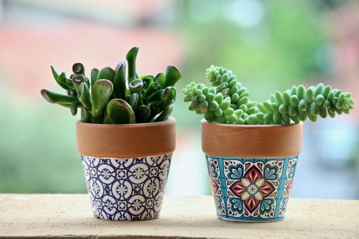 fat plants 3369055 1280 e1614536262126