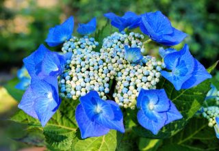hortenzie modra rostlina kvetina 1239283 pxhere com