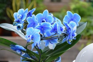 Oživení orchidejí i jakýchkoliv pokojových rostlin, aby znovu kvetly a probudily se k životu