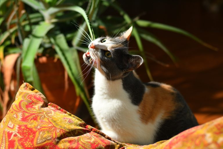 Kočkám může řada pokojových a venkovních rostlin ublížit. Některé jsou i prudce jedovaté