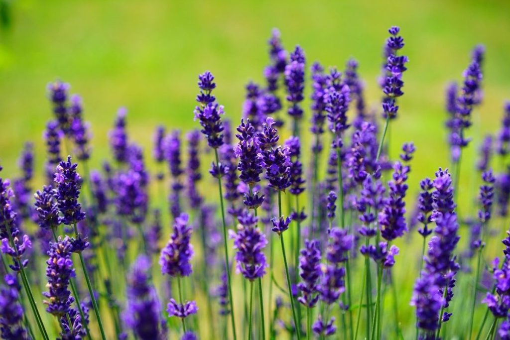 lavender 1117275 1280 e1614526681448