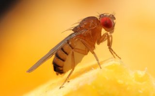 Trvalý a efektivní způsob zbavení se mravenců, komárů a octomilek v domácnosti zajistí, že už se nikdy nevrátí