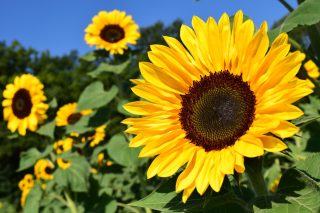 Fascinující fakta o slunečnicích, která by měl znát každý správný chalupář a zahrádkář