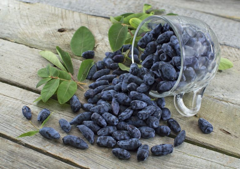 Jak doma vypěstovat zimolez modrý aneb jeho blahodárné zdravotní účinky. Chutná jako borůvka a je plný antioxidantů