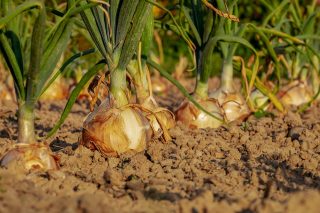 Osvědčená pravidla, jenž znásobí výnosy z pěstování cibule a zaručí zdravou sklizeň