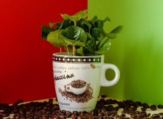 Jak si doma vypěstovat vlastní kávu. Krásně kvete a voní