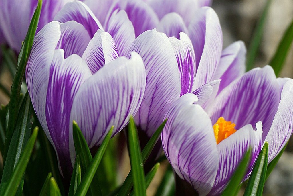 crocus 4951242 1280