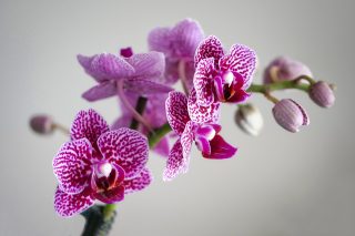 Domácí výživa pro orchideje, díky níž budou kvést ostošest. Stačí použít česnek a rýži, a sledovat, jak raší nové pupeny