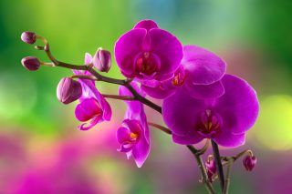 Rady nad zlato, díky kterým budou orchideje krásné jako nikdy předtím a pokvetou celý rok