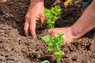 Práce na zahradě uzdravuje: 7 důvodů, proč je dobré hrabat se rukama v hlíně