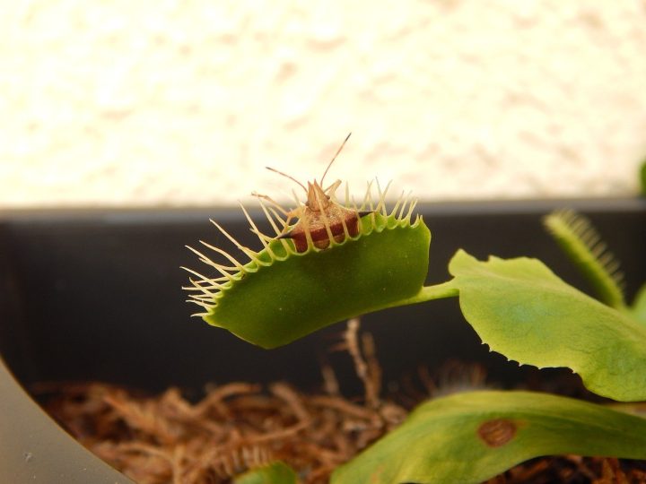 plant carnnivora 739985 1280