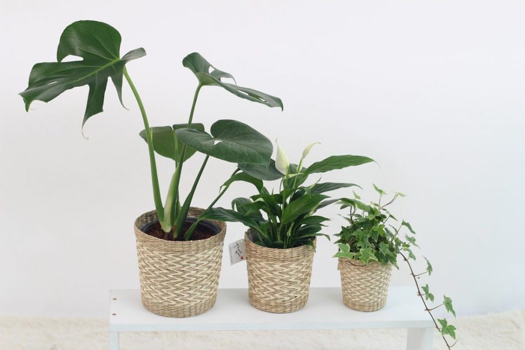 plants 3310274 1280 e1614558594762