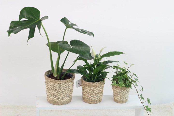 plants 3310274 1280 e1614558594762