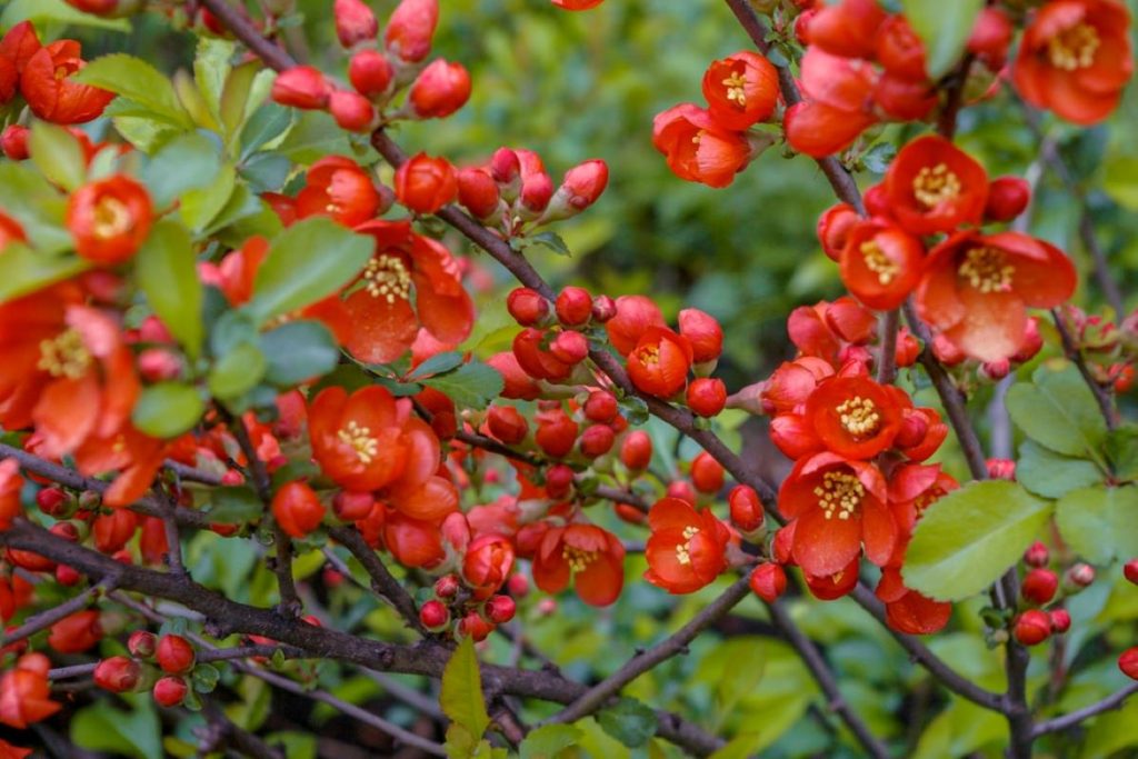japonska kdoulon si zaslouzi velkou pozornost