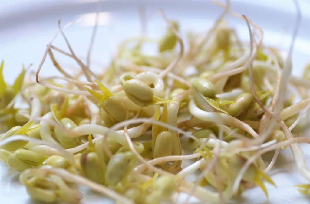 mung beans 4970350 1280 e1619194659931