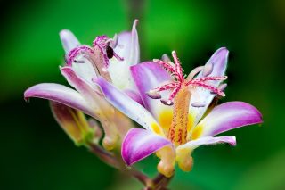 Lilie jsou ozdobou každého parapetu, balkónu a zahrady. Aby kvetly bohatými květy, jež budou závidění hodné, je potřeba znát jejich úhlavní nepřátele