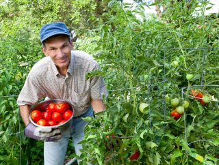 Jak správně krmit sazenice rajčat, aby letos dosáhly maximální plodnosti a vy tak měli rekordní sklizeň