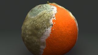 shnily pomeranc