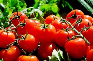 Ověřený návod, jak urychlit zrání rajčat a sklízet bohatou úrodu o měsíc dříve než všichni ostatní