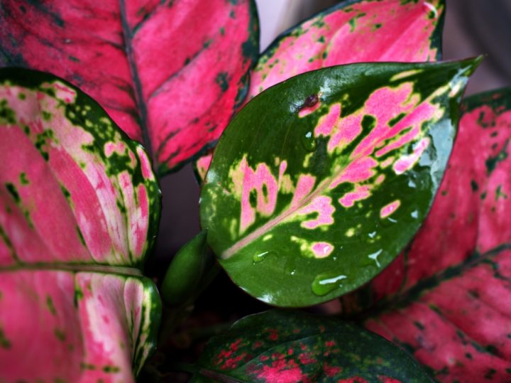 aglaonema