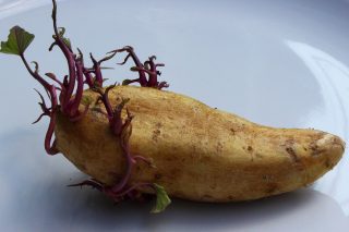 brambora s klicky