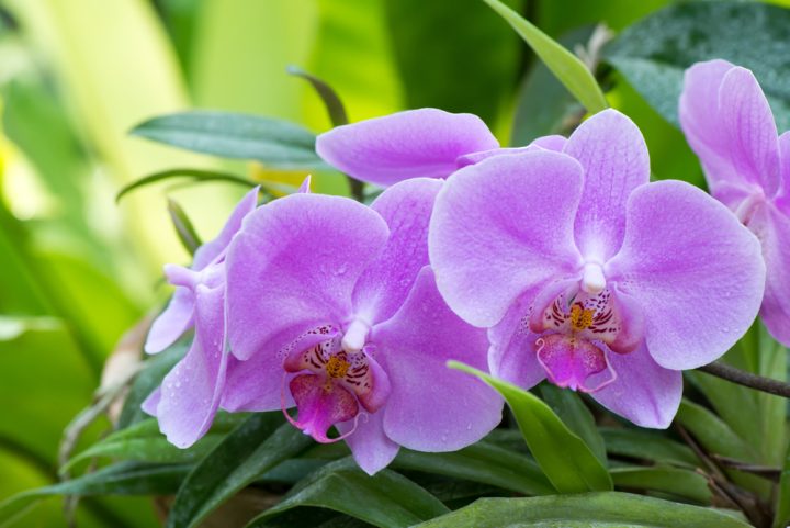 orchidej