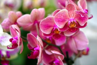 Orchideje budou po zálivce z bramborových slupek kvést ostošest. Parapet se promění v botanickou zahradu lusknutím prstů