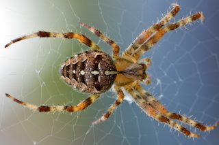 Kaštany vyženou všechny pavouky a nepřátelskou havěť z bytu či domu. Lidová metoda se stoprocentním účinkem