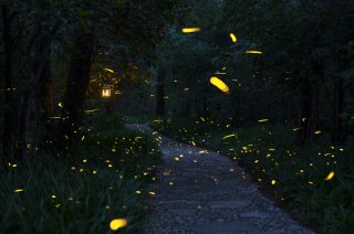 Jak ušetřit a pohádkově osvětlit zahradu? Stačí vědět, jak zaručeně přilákat světlušky