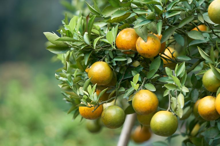 Věčnou zásobu citronů lze vypěstovat na parapetu. Metodu pro líné pěstitele zvládne kdekdo bez starostí