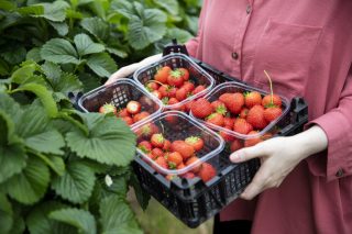 Jak správně pěstovat jahody podle pravidla čtyř lůžek aneb Co udělat pro šťavnatou a bohatou úrodu