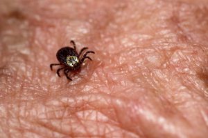 Klíšťata se jich bojí jako čert kříže: Mravenčí kyselina jako spolehlivý přírodní repelent
