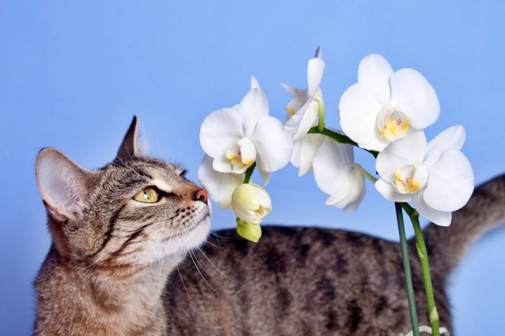 kocka orchidej