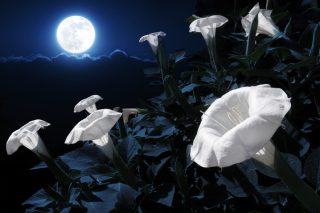 Pět téměř neznámých rostlin, které bují do krásy přes noc. S nimi bude vaše zahrada jako z pohádky